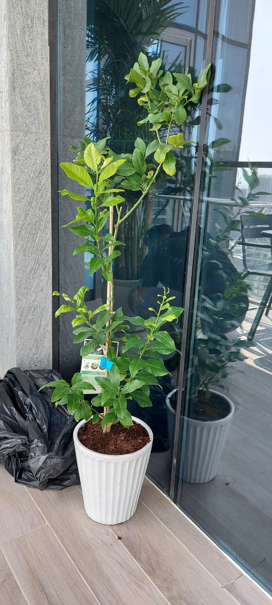 Lemon 1.0mtr / CERAMIC pot - PlantmartUAE.com