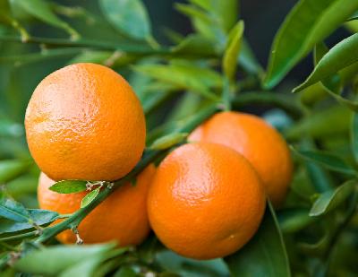 Mandarin Reticulata Tree Spain 120cm - 150cm - PlantmartUAE.com