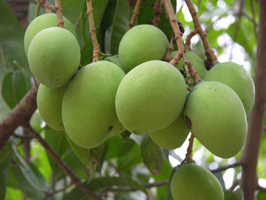 Mango china 2.1Mtr - PlantmartUAE.com