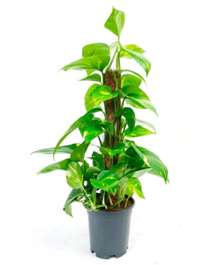 Money plant Moss Stick - PlantmartUAE.com