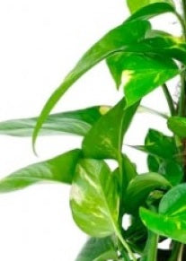 Money plant Moss Stick - PlantmartUAE.com