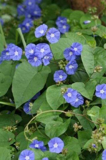 Sky Blue Cluster Vine 60cm - 70cm - PlantmartUAE.com
