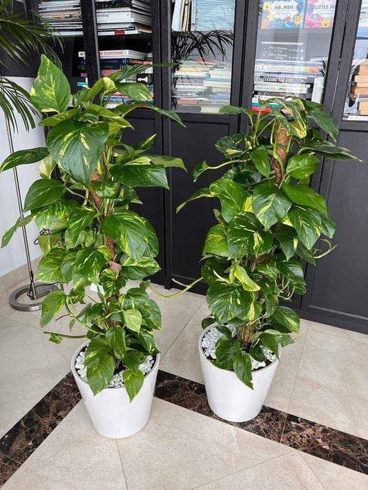 TWIN PACK: Money plant- CERAMIC POT - PlantmartUAE.com