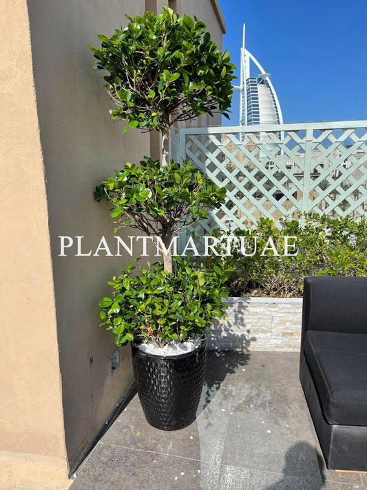 Ficus panda XL 3 head with ceramic pot - PlantmartUAE.com
