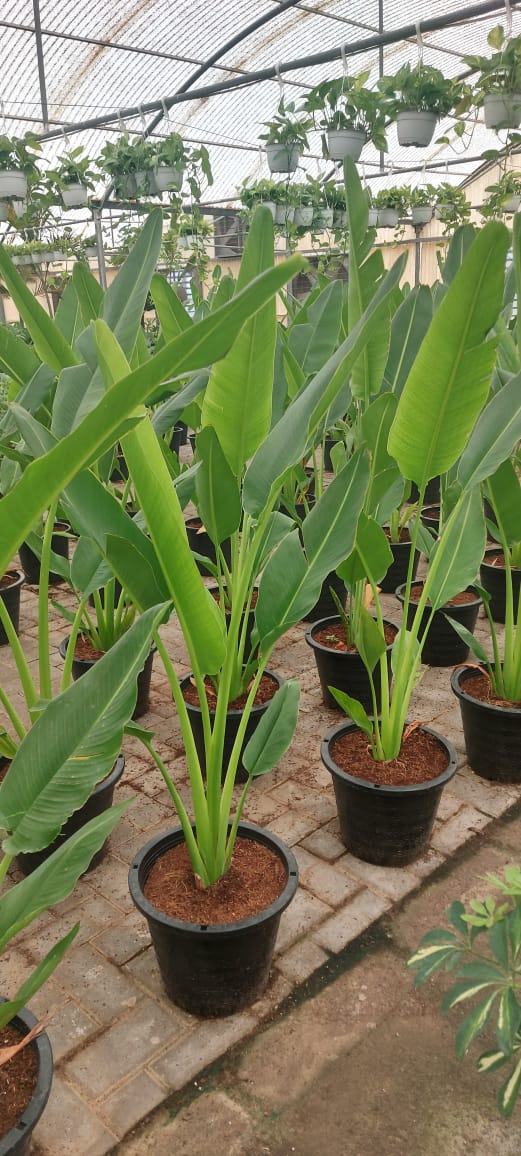 Travelers Palm  150cm-160cm - PlantmartUAE.com