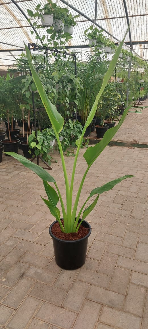 Travelers Palm  150cm-160cm - PlantmartUAE.com