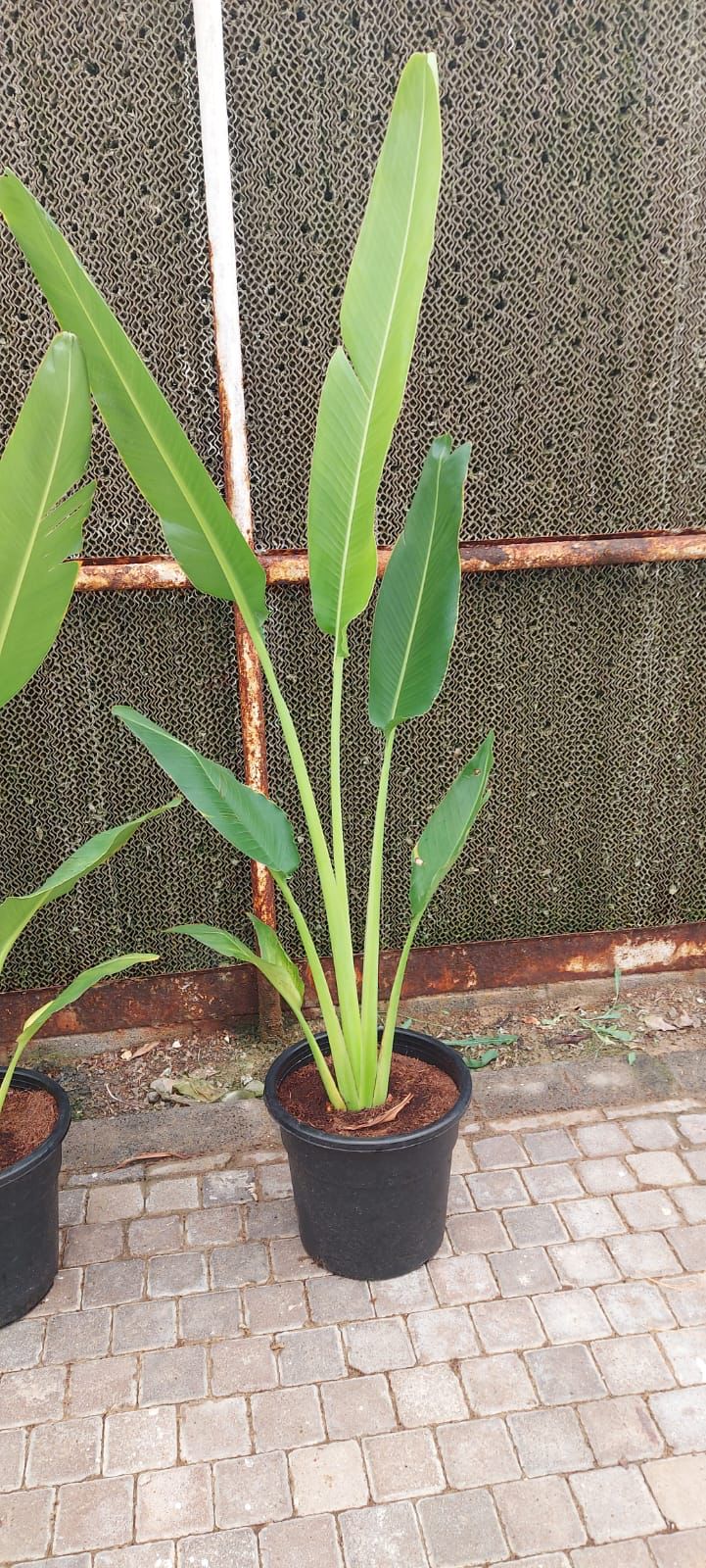 Travelers Palm  150cm-160cm - PlantmartUAE.com