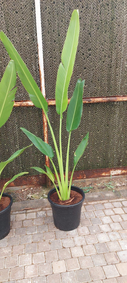Travelers Palm  150cm-160cm - PlantmartUAE.com