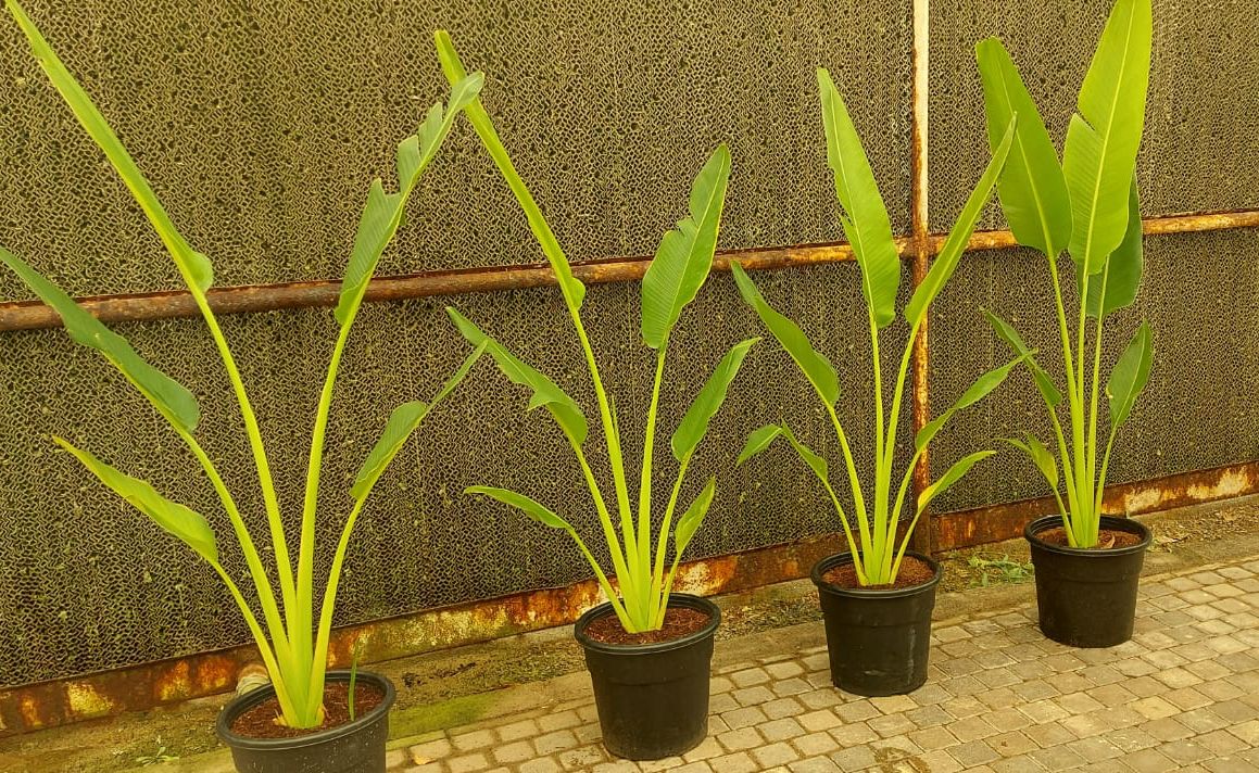 Travelers Palm  150cm-160cm - PlantmartUAE.com